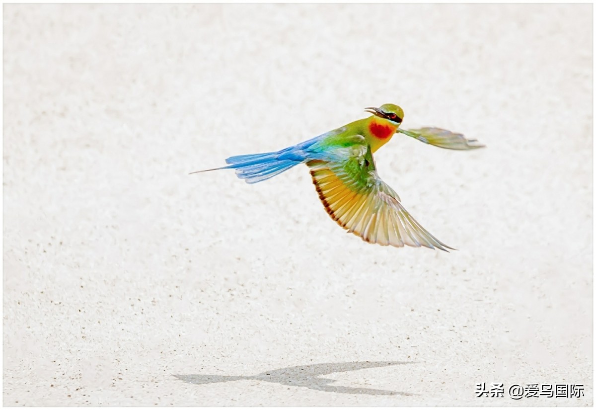 观鸟大年,观鸟作品100幅