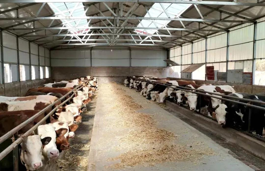 基层党建先锋村,林东镇先锋村书记