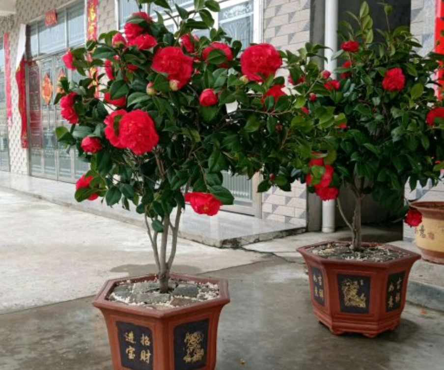 茶花烂根处理发芽后管理,茶花盆栽不长怎么办