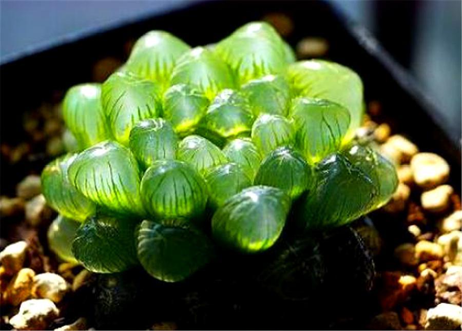 姬玉露怎么养效果最好,姬玉露怎么养才能爆盆