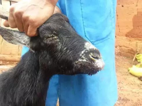 小反刍瘟羊,小反刍兽疫治疗