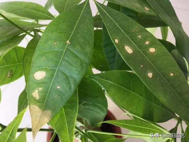 发财树树叶变紫色,发财树黄叶变绿叶的花肥