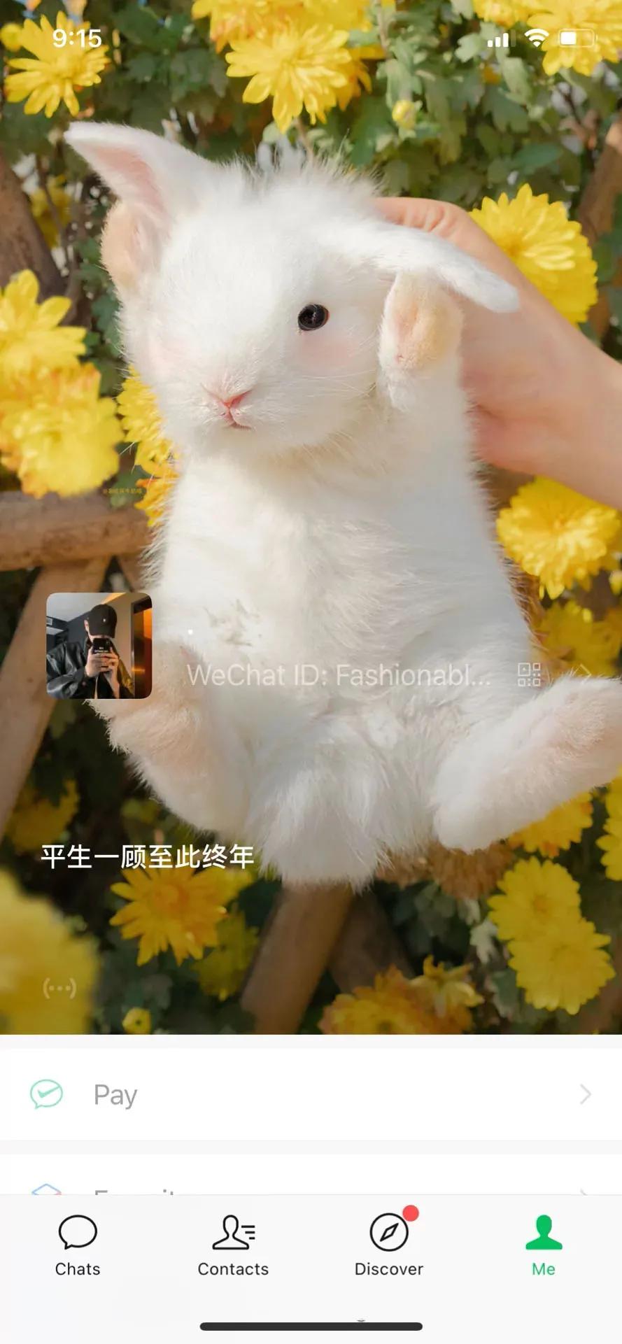 微信动态壁纸高清无水印,微信封面动态视频高级感无水印