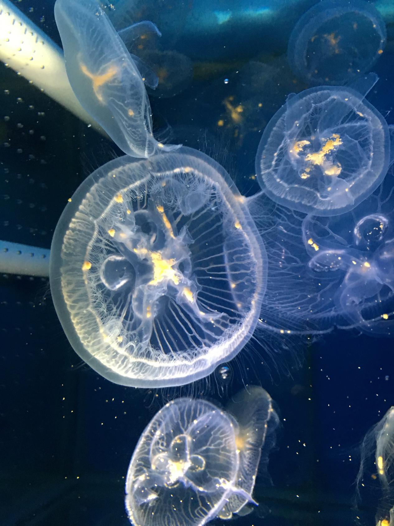 水母宝宝怎么弄才能长大,水母一次喂多少食隔几天再喂