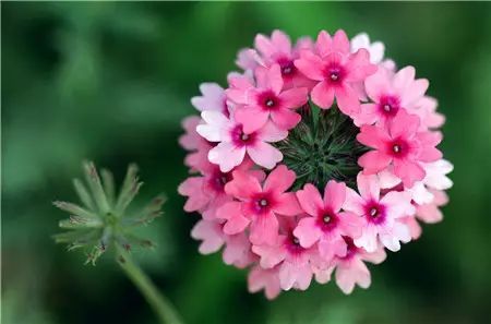 100种漂亮的夏花图片,30种夏花图片大全