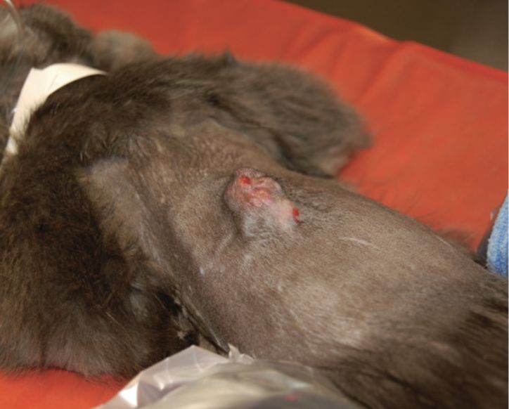 养猫咪新手入门必知疫苗怎么打,新手养猫疫苗怎么打