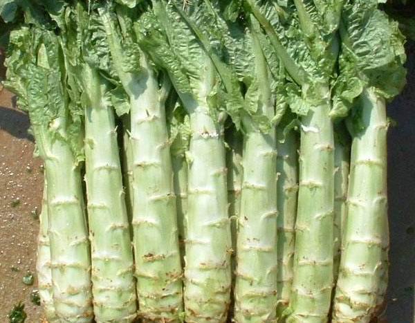 哀而不伤是成语吗,哀而不伤的成语