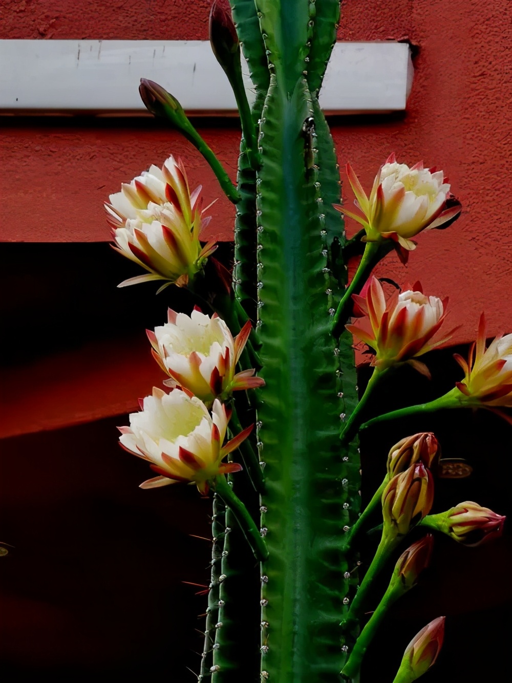 火龙果侧芽扦插繁殖方法,火龙果选取啥样的枝条扦插