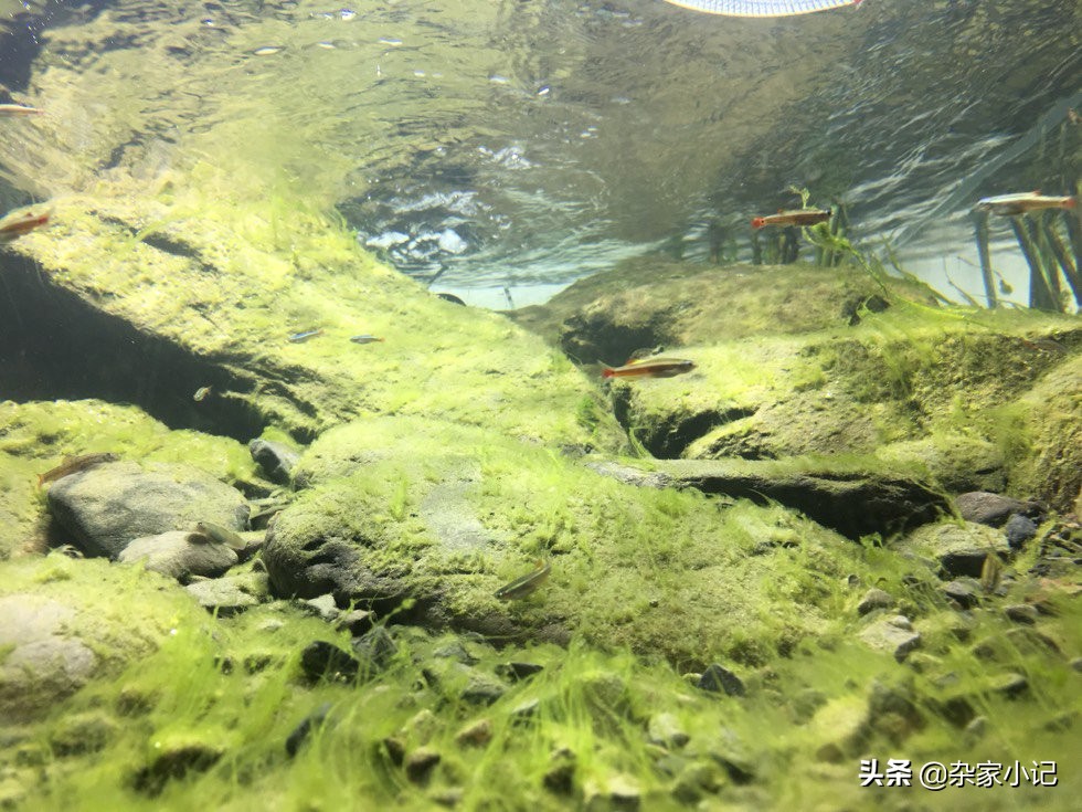 原生缸加热推荐,不用过滤器的原生缸