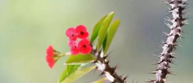 「识花儿」虎刺梅