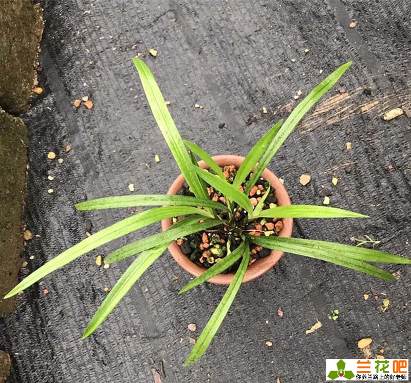 夏季兰花怎么养才能养好,夏季养兰3大浇水禁忌需牢记