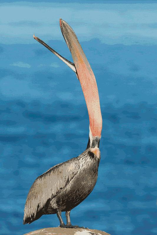 鹈鹕的网红之路：万物皆可吞,万物皆可吞的鹈鹕