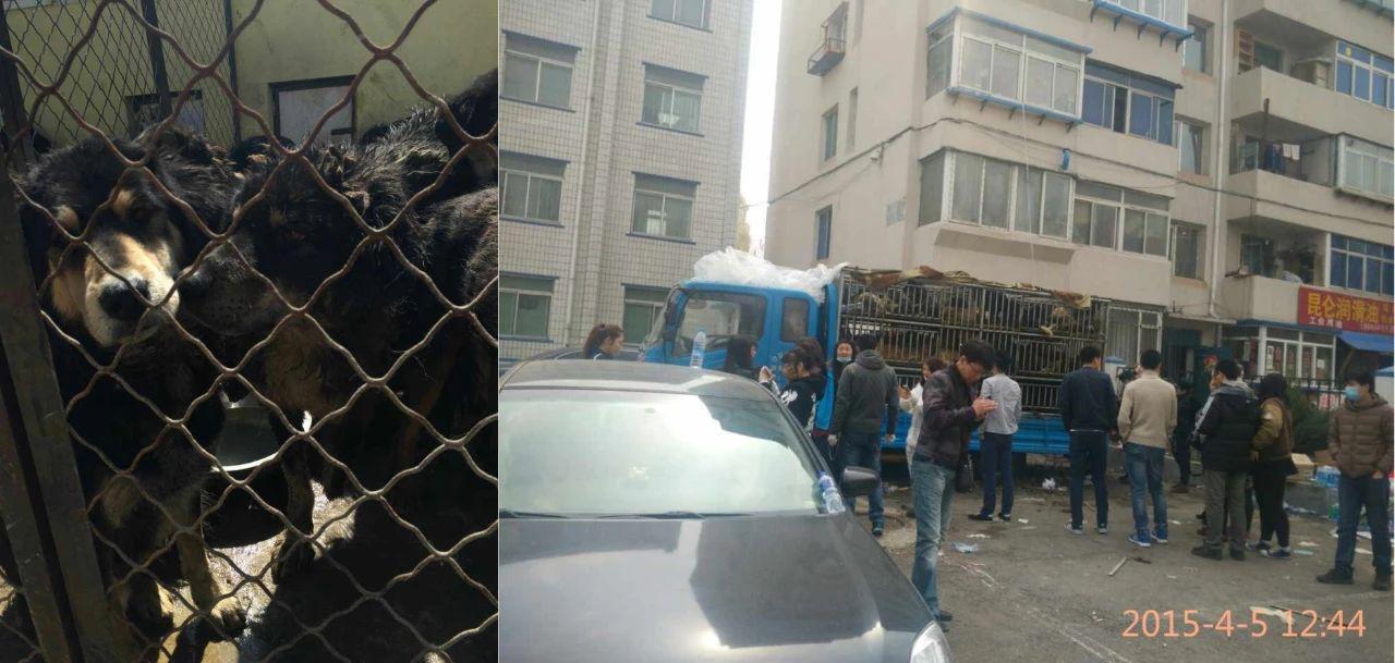 藏獒从东方神犬到无人问津,藏獒泡沫破灭