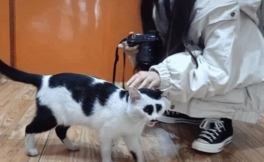 全网都以为复旦大学的猫被偷了，几天后…气得想骂猫