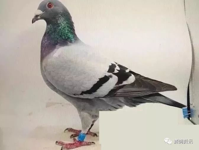 瑭瑰澹禌楦界殑鐗圭偣,楦界晫浼犲楦藉瓙