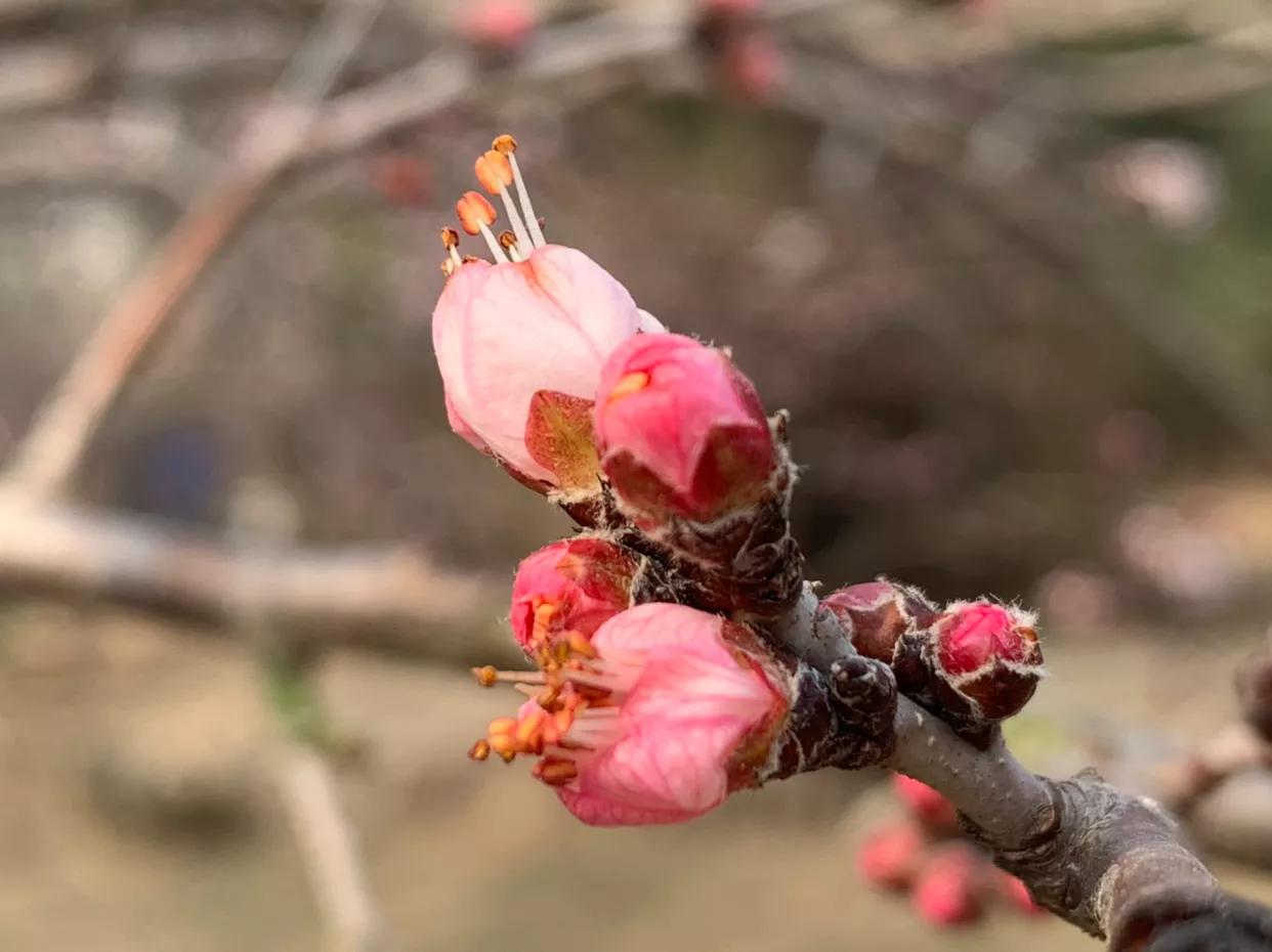 原创：初春，红色山桃惊喜开—为感谢好友赠送桃胶而作