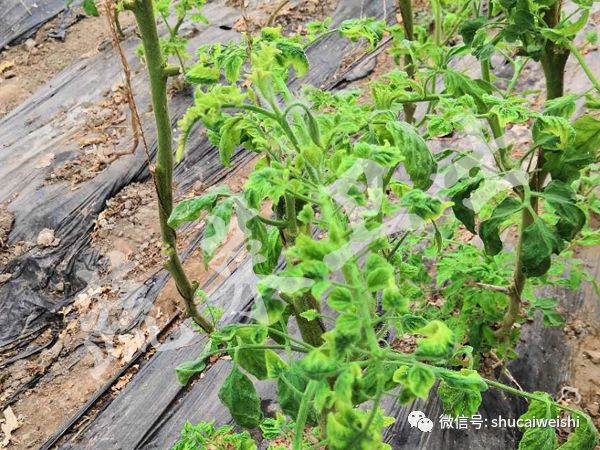 番茄苗黄头病是怎么治疗,番茄青头怎么防治