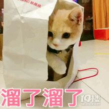 什么是冠状病毒，感染后死亡率高么，铲屎官应该如何预防和治疗？