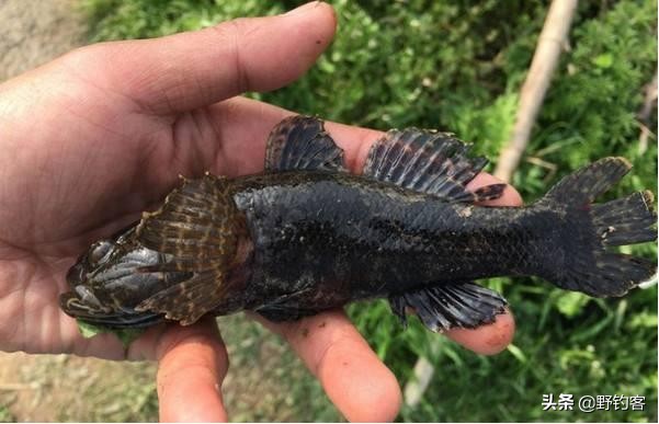 沙塘鳢可以作为观赏鱼吗,常见河鱼沙塘鳢