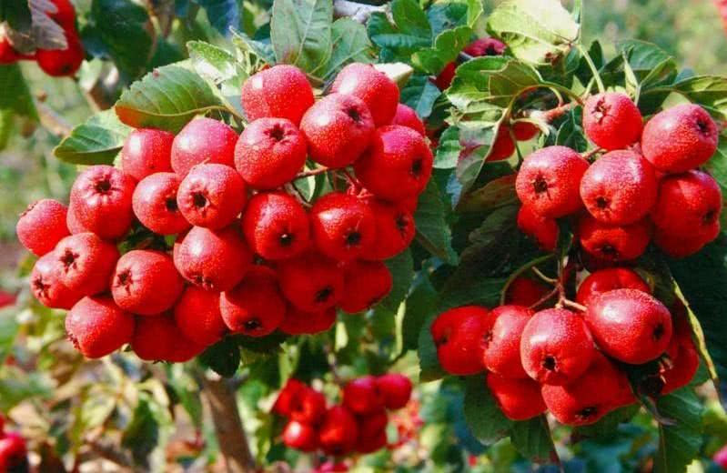 小雪时节这些食物千万别错过,小雪节气饮食注意事项