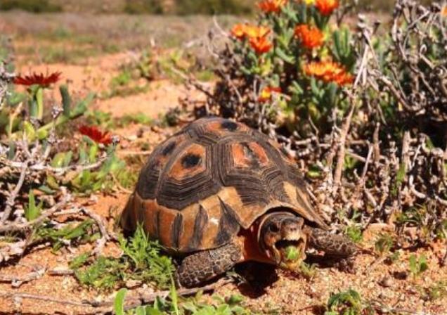 宠物龟常见疾病及治疗方法,关于乌龟感冒肺炎的一些问题