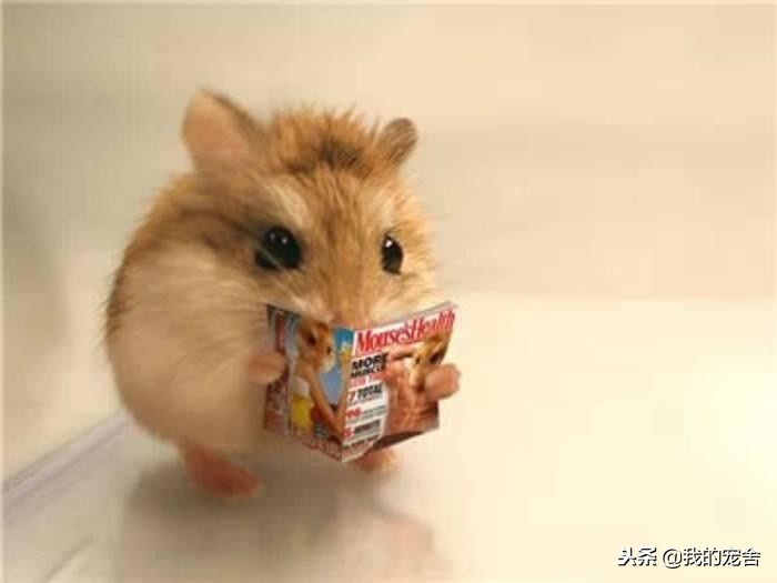 仓鼠跑掉了怎么找到它？抓住这些规律就不用去翻箱倒柜的满屋找了