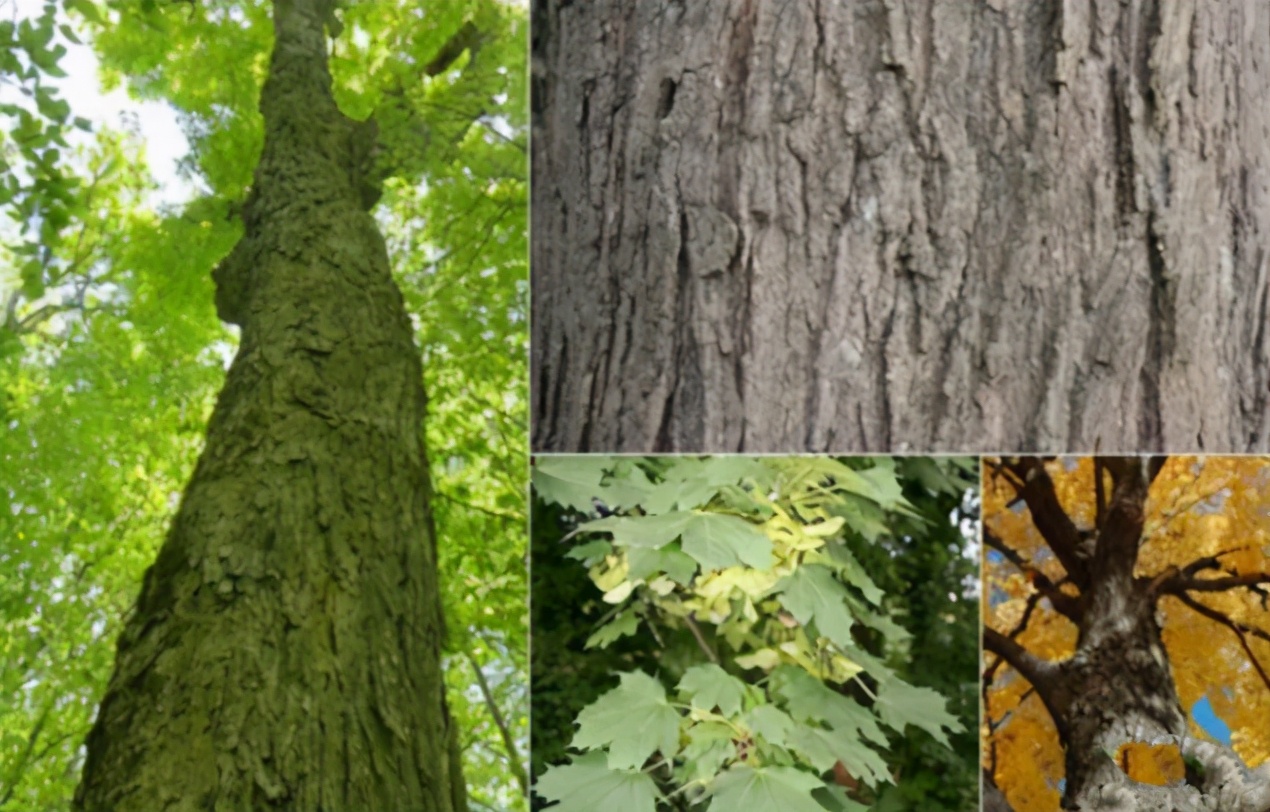 原木和枫木的区别,硬枫木和枫木有什么区别