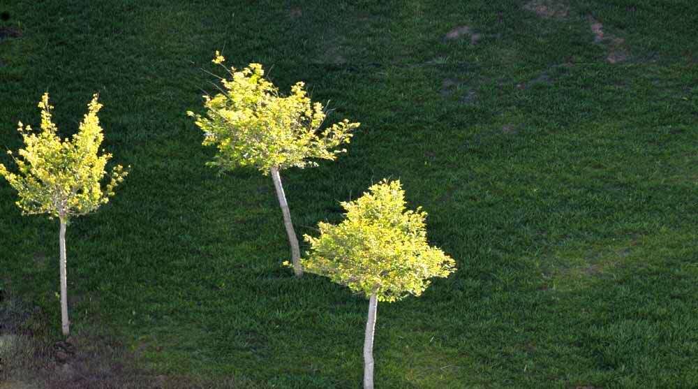 癌症晚期不吃不喝不输液能活几天,得了癌症还能活多长时间