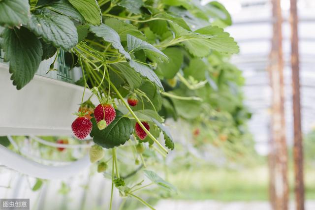 立体无土栽培草莓,设施草莓的种植方法