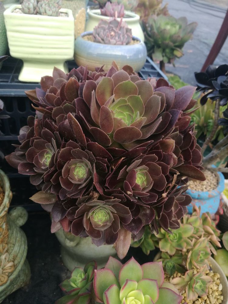 误打误撞的多肉情缘,带我走进多肉小世界!