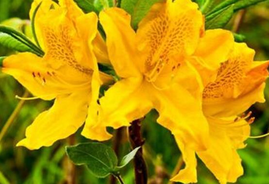 杜鹃花十大最美品种,杜鹃花十大品种排名及图片欣赏