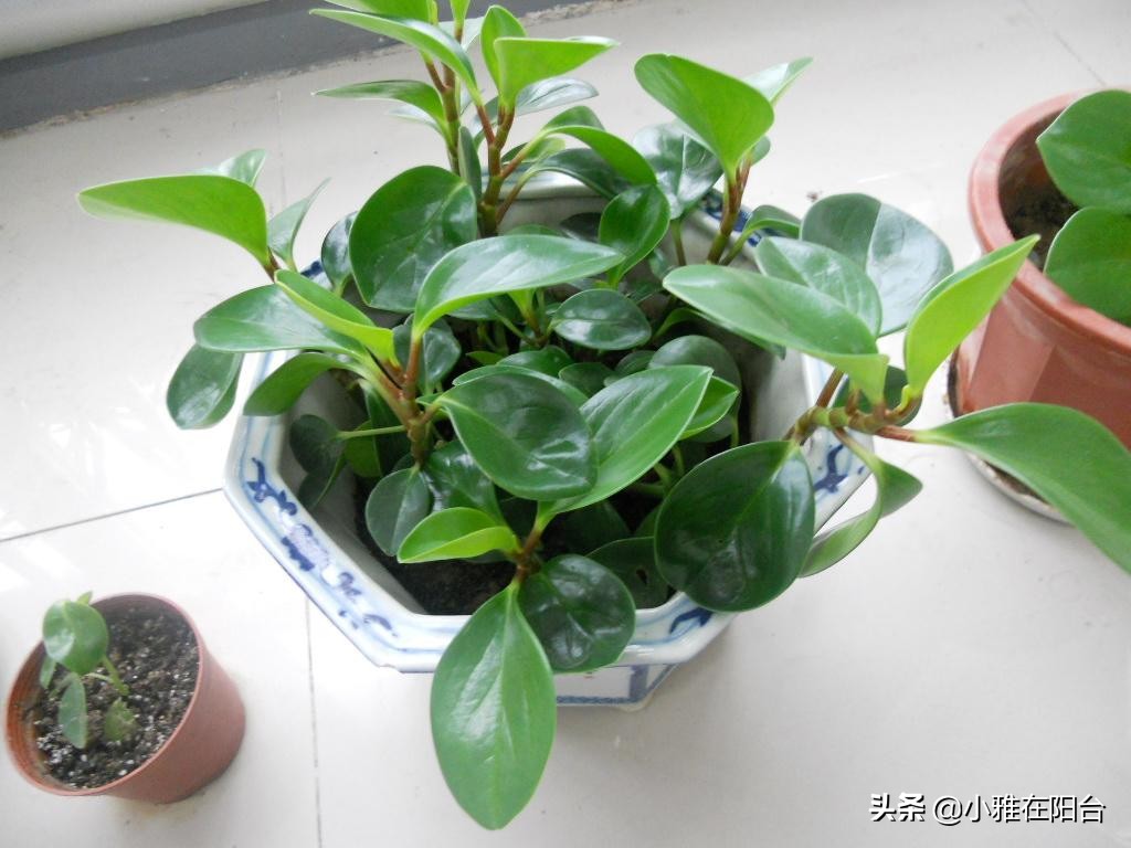 养碧玉叶子上可以喷水吗,养碧玉能养成独棵老桩吗