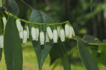 盘点哪些好吃不贵的食材,盘点那些好吃的野菜