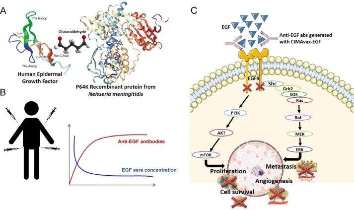 古巴癌症疫苗效果怎么样,古巴已经发明了抗肺癌的疫苗吗