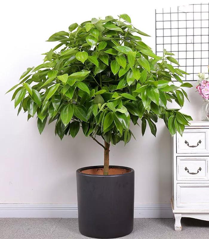 防蚊虫的花草绿植适合在院子种植,杀菌抗菌抑菌的15种花卉绿植