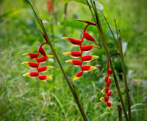 鲜花插花技巧专业术语,插花常见鲜花名称大全