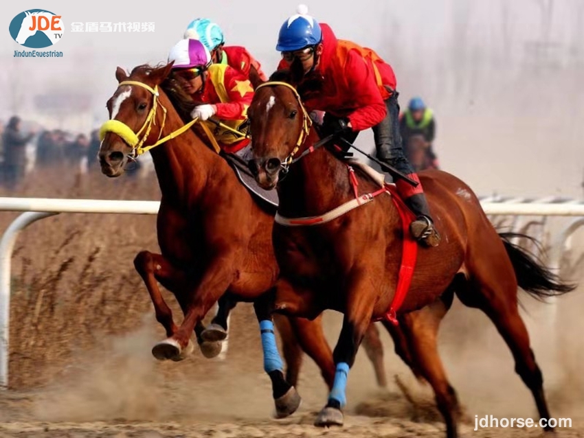 马术速度公开赛,2019年全国马术锦标赛
