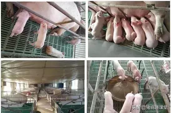 一把小扫把，让产床母猪远离子宫炎