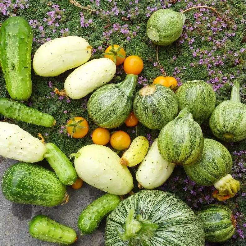 梦中的菜园小视频,我的梦中菜地