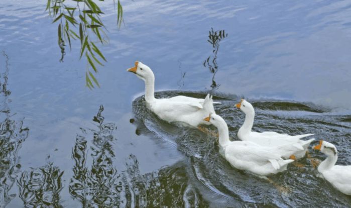 为什么黄鼠狼最怕小鸡,为什么蛇和黄鼠狼怕大鹅