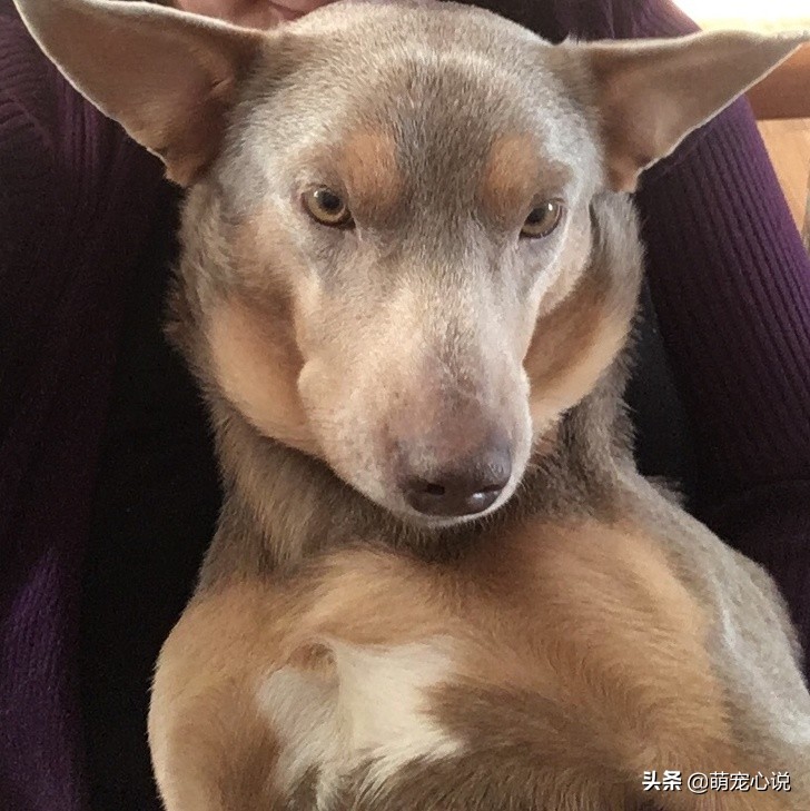 串串狗到底是什么品种的狗狗,什么品种的串串狗最可爱