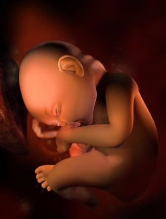 胎儿发育全过程标本,是否能看到胎儿的发育过程