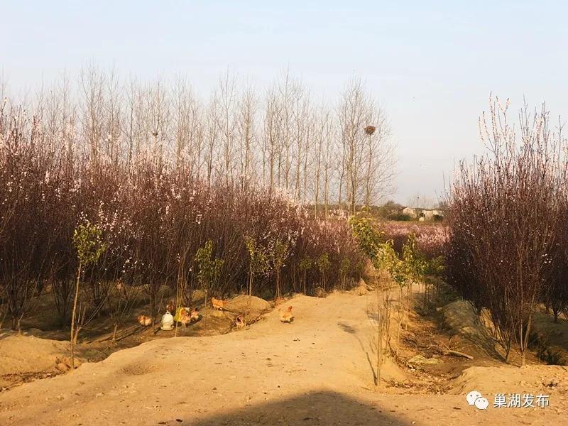 烔炀养鸡贫困户遇“坎”，爱心接力温暖巢城