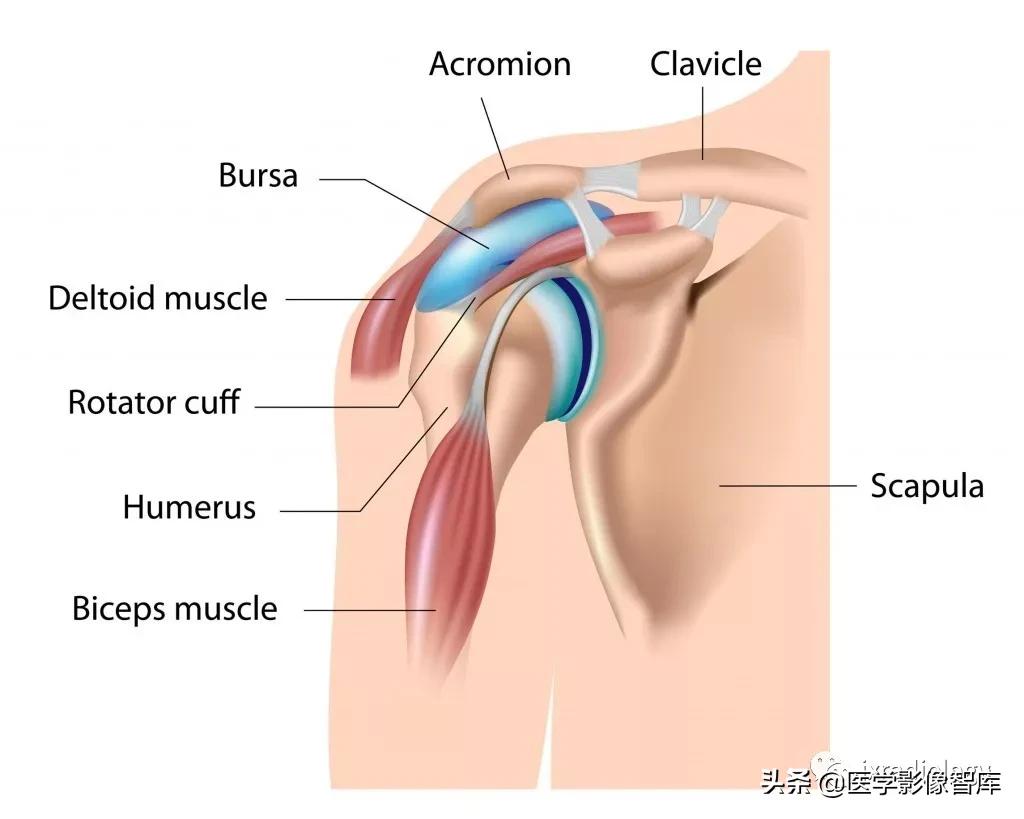肩关节滑膜解剖,肩关节周围肌肉解剖