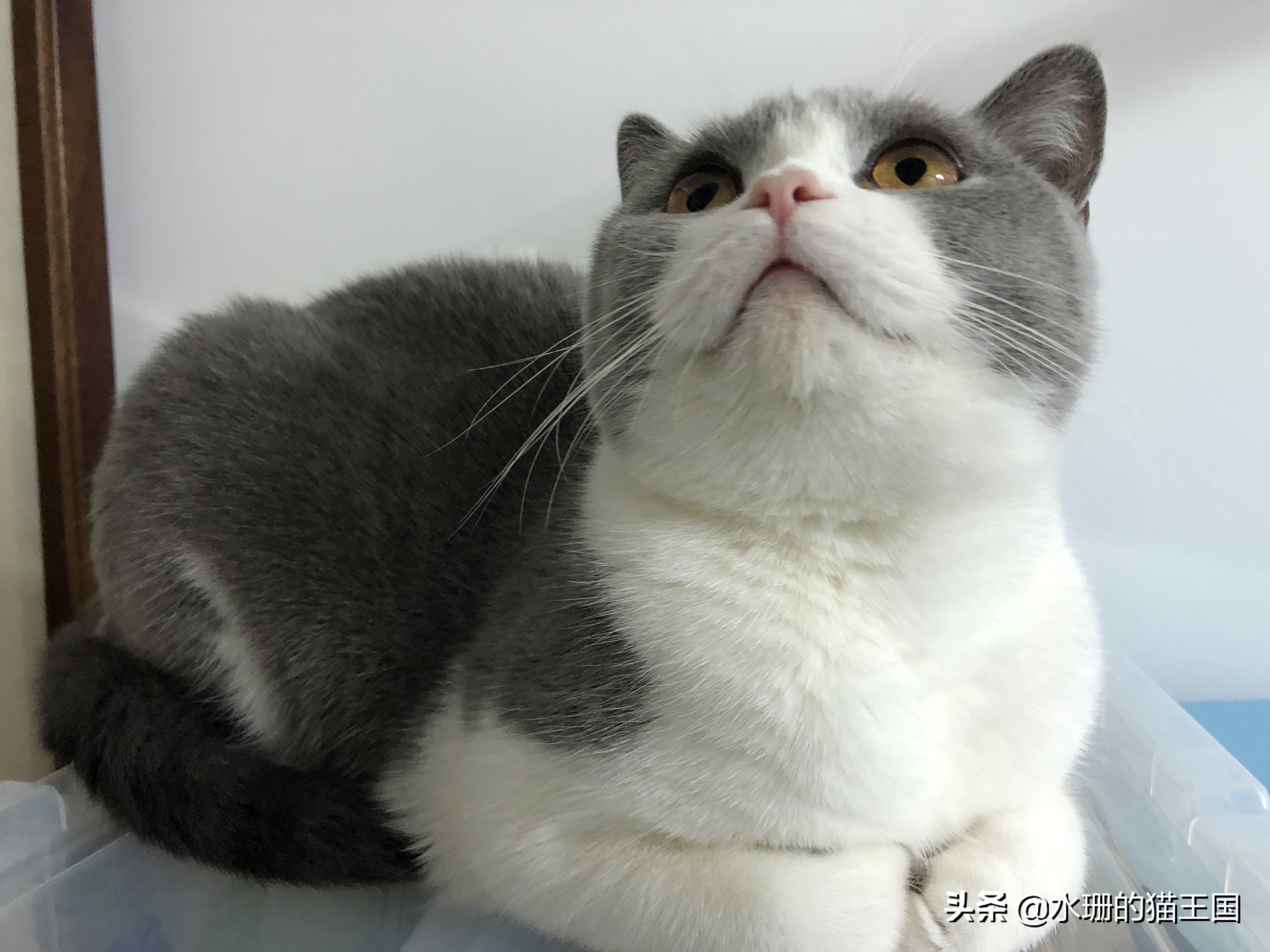 猫咪便秘最快通便药,猫咪便秘小妙招