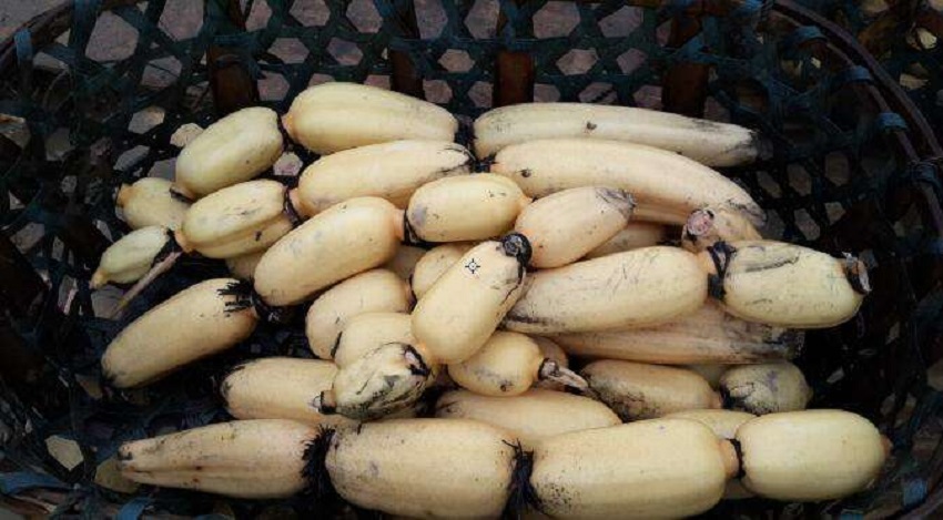 莲藕种植技术如何施肥,莲藕栽培技术和方法