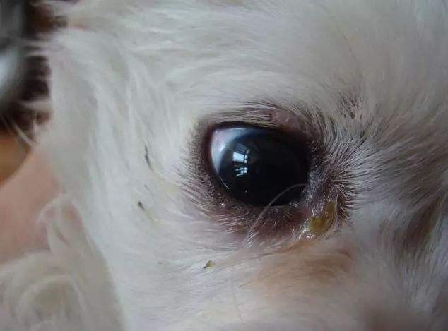 狗狗上火眼睛红最快解决方法,狗狗尿黄上火怎么办吃什么药