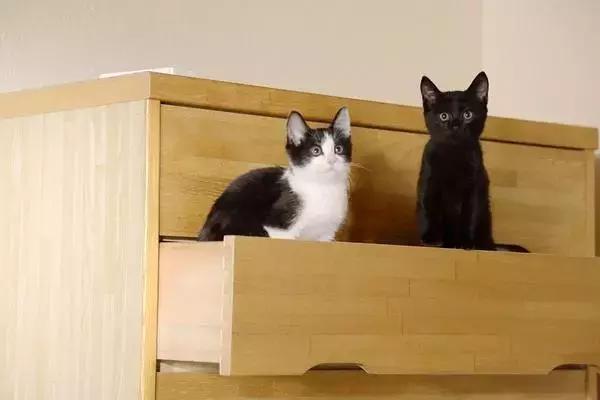 为什么说养猫对孩子有益,为什么有的人养猫养鸟容易养的好