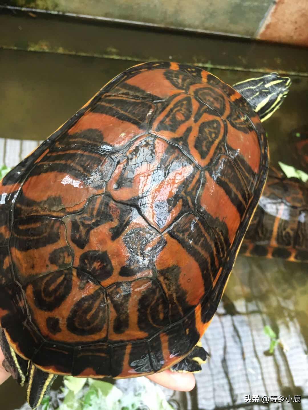 水龟要冬眠时水位是深还是浅水,黄喉拟水龟冬眠后第二年不吃东西