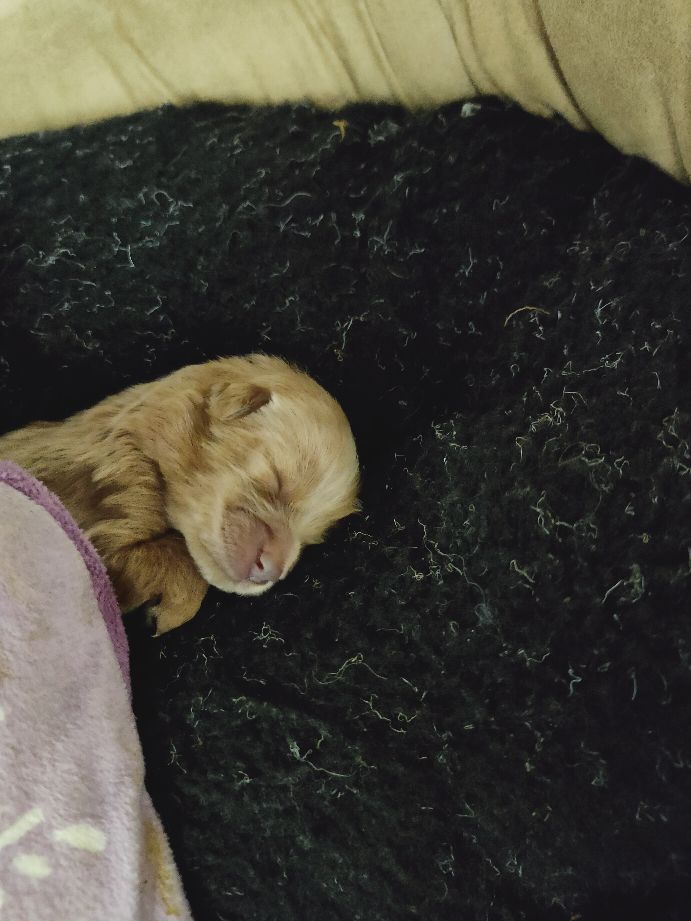 人工喂养的小奶狗拉稀怎么办,人工喂养20天的狗